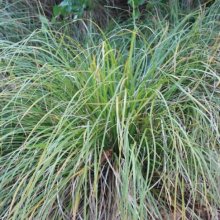 Picture of Carex Dissita 10 Pack (12150)