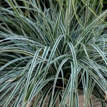 Carex Everest Picture of Carex Everest (7400)
