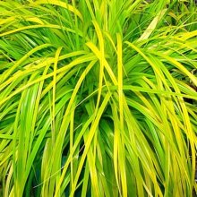 Carex Everillo Picture of Carex Everillo (11120)
