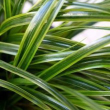 Carex Everlime Picture of Carex Everlime (11121)