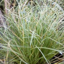 Picture of Carex Frosted Curls (1033)
