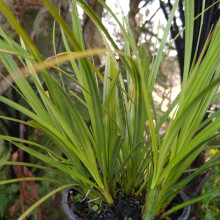 Carex Geminata Picture of Carex Geminata (30427)