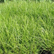 Picture of Carex Lambertiana (11893)