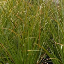 Picture of Carex Secta (1036)