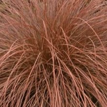 Picture of Carex Tenuiculmis (6465)