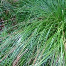 Picture of Carex Virgata (10627)