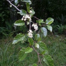 Picture of Carpodetus Serratus (1048)