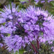 Caryopteris Pavillion Blue Picture of Caryopteris Pavillion Blue (29444)