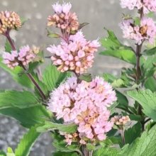 Caryopteris Pavillion Pink Picture of Caryopteris Pavillion Pink (28960)