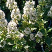 Caryopteris Pavillion White Picture of Caryopteris Pavillion White (29445)