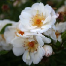 Cascading White Weeper Std 80cm-Rose Picture of Cascading White Weeper Std 80cm-Rose (1050)