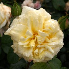 Casino Clg-Rose Picture of Casino Clg-Rose (1051)