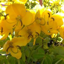 Cassia John Ball Picture of Cassia John Ball (1052)