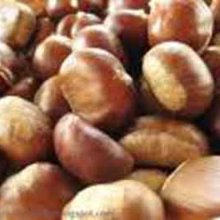 Picture of Castanea 1005 (1219)