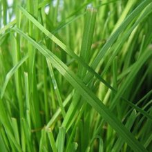 Catgrass Picture of Catgrass (10075)