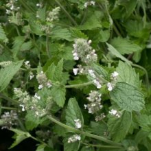 Catnip Picture of Catnip (10017)