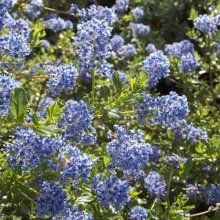Ceanothus Blue Carpet Picture of Ceanothus Blue Carpet (1056)