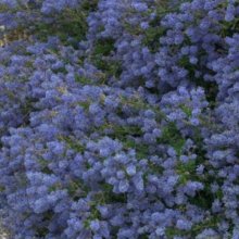 Ceanothus Blue Cushion Picture of Ceanothus Blue Cushion (1057)