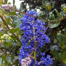 Ceanothus Blue Sapphire Std Picture of Ceanothus Blue Sapphire Std (6527)
