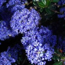 Ceanothus Blue Sapphire Picture of Ceanothus Blue Sapphire (1058)