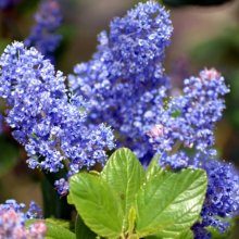 Ceanothus Joyce Coulter Picture of Ceanothus Joyce Coulter (8260)