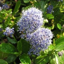 Ceanothus Yankee Point Picture of Ceanothus Yankee Point (1063)