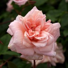 Picture of Cecile Brunner-Rose (1064)
