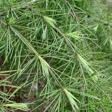 Picture of Cedrus Deodara (1072)