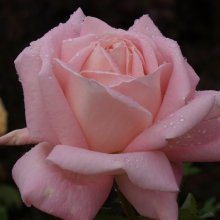 Celebration-Rose Picture of Celebration-Rose (1073)