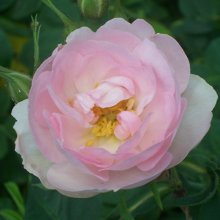 Picture of Celestial-Rose (7725)