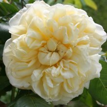 Picture of Celine Forestier Clg-Rose (1074)