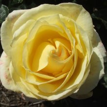 Celtic Cream-Rose Picture of Celtic Cream-Rose (1075)