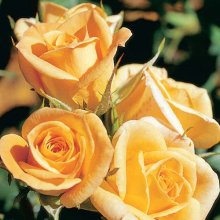 Celtic Honey-Rose Picture of Celtic Honey-Rose (1077)