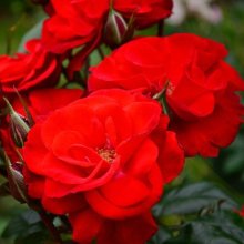 Centurion-Rose Picture of Centurion-Rose (28480)
