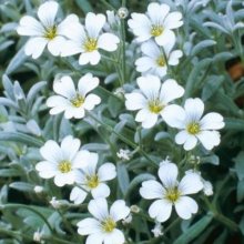 Cerastium Snow in Summer Picture of Cerastium Snow in Summer (1081)