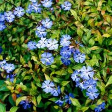 Picture of Ceratostigma Willmottianum (1082)