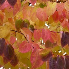 Cercidiphyllum Japonicum Picture of Cercidiphyllum Japonicum (6599)