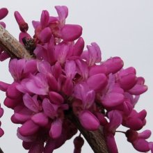 Cercis Avondale Picture of Cercis Avondale (1085)