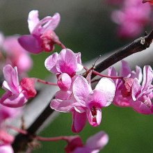 Cercis Forest Pansy Picture of Cercis Forest Pansy (1086)