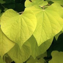 Cercis Hearts of Gold Picture of Cercis Hearts of Gold (7050)