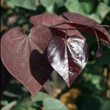 Cercis Merlot Picture of Cercis Merlot (10305)