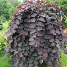 Cercis Ruby Falls Picture of Cercis Ruby Falls (10306)