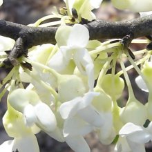 Cercis Texas White Picture of Cercis Texas White (1089)