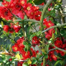 Picture of Chaenomeles Alarm (7100)