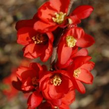 Picture of Chaenomeles Early Orange (7101)