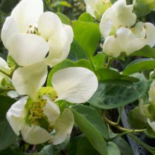 Picture of Chaenomeles Green Ice (6602)