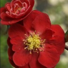 Picture of Chaenomeles Mrs Murphy (11029)