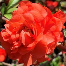 Picture of Chaenomeles Orange Storm 90cm Std (29852)