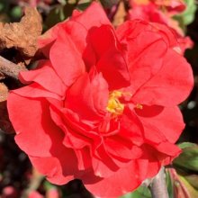 Picture of Chaenomeles Pink Storm 90cm Std (29853)