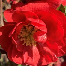 Picture of Chaenomeles Scarlet Storm 90cm Std (29854)